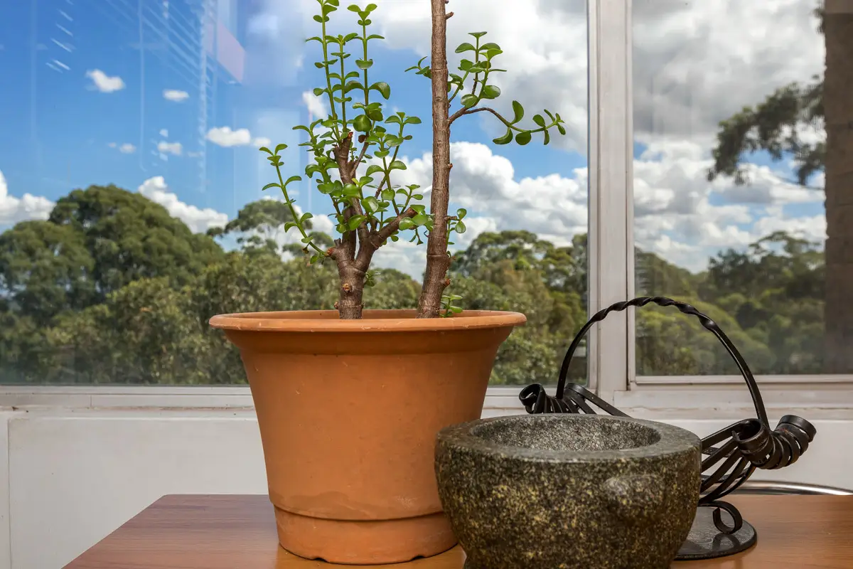 402/856 Pacific Highway, Chatswood Sold by Shead Property - image 1
